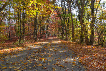 Autumn in the park. Landscape of autumn forest, alley with multicolored trees and falling leaves in autumn sunlight