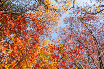 Tree branches with multicolored autumn leaves on blue sky background