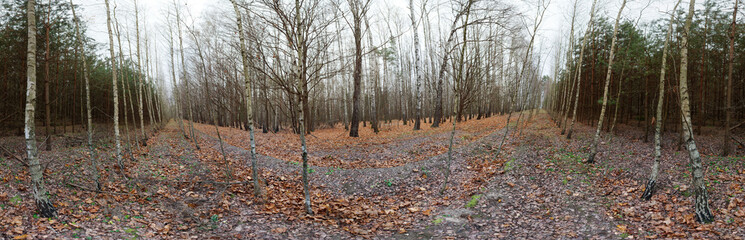 autumn forest with red foliage on the ground. 360