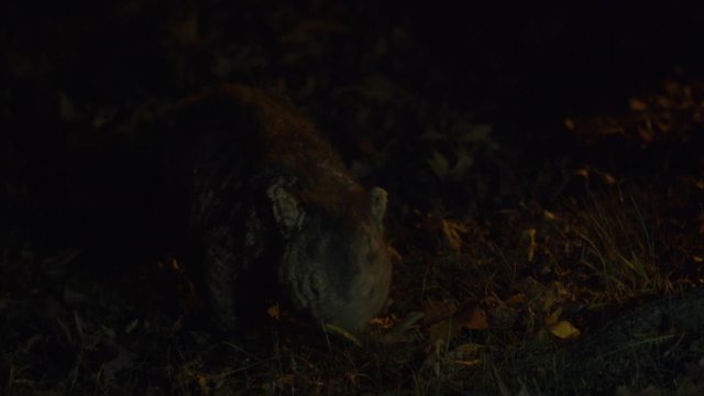 Australian Wombat Eating Grass on Side of Road at Night - Close Up