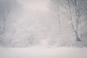 Snowfall on winter forest clearing . Monochrome background with white trees.