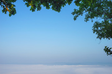 blue sky and tree branch with clouds and fog background