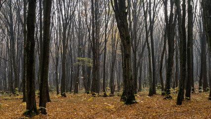  Rezerwat przyrody Las Zwierzyniecki, zamglony las, Białystok, Podlasie, Polska