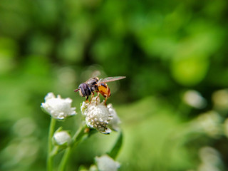 bee on flower