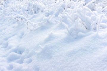 Fototapeta na wymiar Winter snowy forest landscape