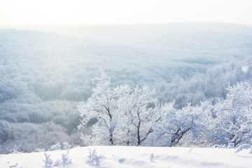 Winter snowy forest landscape