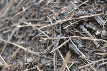 anthill. ant.