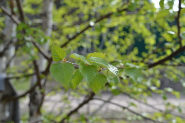 birch. forest.spring.