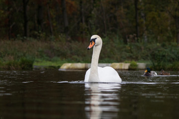 Beautiful swan on lake in Belgium during fall season