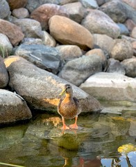 Duck standing on stone. 
