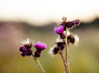 Thistle in middle of meadow.