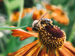 Bee, flowers