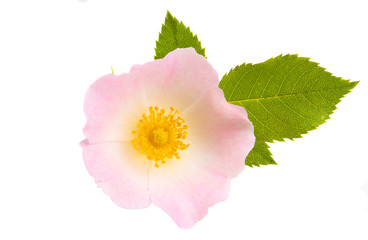 rosehip flower isolated