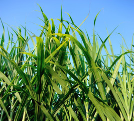 Sugarcane plants growing at field