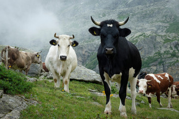 Several cows with horns are standing on an alpine meadow in the Italian Alps
