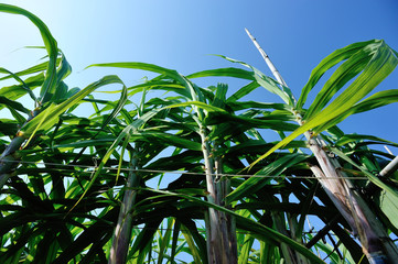Sugarcane plants growing at field