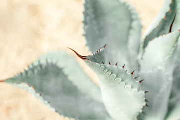 closeup agave cactus, abstract natural pattern background and textures