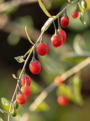 ripe goji berries (Lycium barbarum)
