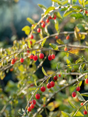 ripe goji berries (Lycium barbarum)