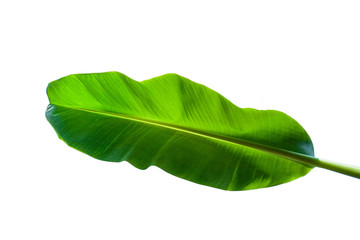 Obraz premium tropical green banana leaf isolated on white background