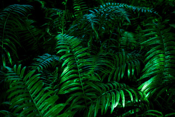 green fern leaf background, tropical leaf, abstract green leaf texture