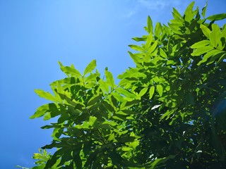 Green leaves and daytime sunlight