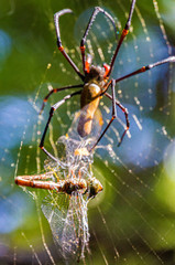 A large northern golden orb weaver or giant golden orb weaver spider is eating his prey. Nephila...