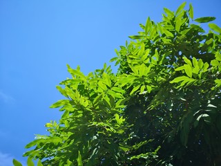 Green leaves and daytime sunlight