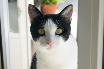 Cat close-up, white with black color, yellow eyes, looks closely, cat's face