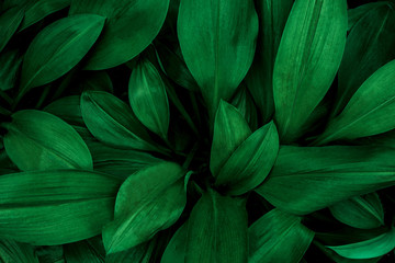 Naklejka na ściany i meble green leaf background, tropical leaf, abstract green leaf texture