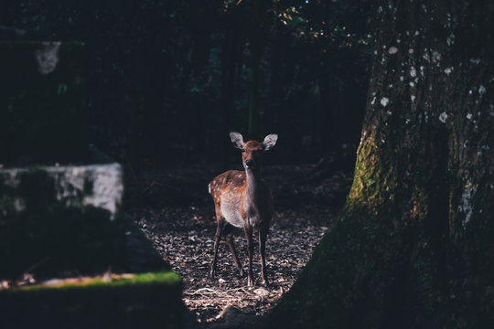 a deer