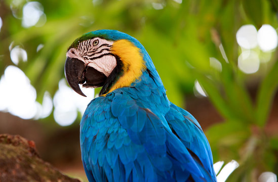 Yellow and blue headed Macaw with a natural green background.   It was rescued from the illegal pet trade 