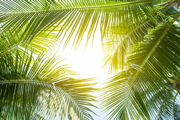 Poster tropische palm blad achtergrond, close-up kokospalmen perspectief weergave © Nabodin