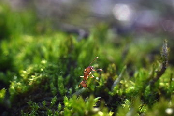 Red ant that walk on green grass. Macro shot.
