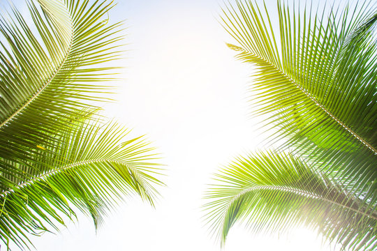 tropical palm leaf background, coconut palm trees perspective view © Nabodin