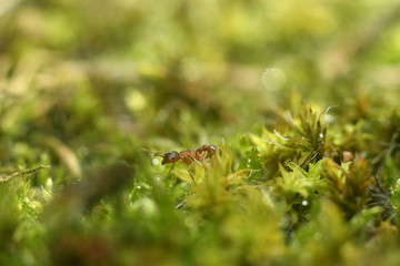 Red ant that walk on green grass. Macro shot. Beauty in nature