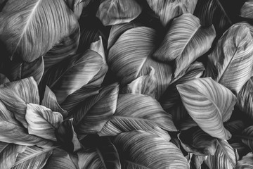 leaves of Spathiphyllum cannifolium, abstract monochrome texture, nature background, tropical leaf