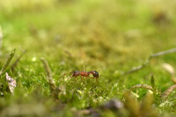 Red ant that walk on green grass. Macro shot. Beauty in nature
