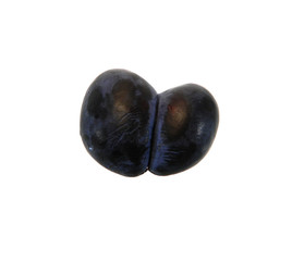 blue plum isolated on white background