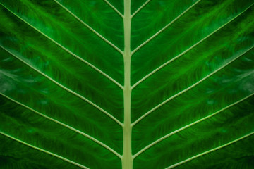closeup green leaves nature  background, closeup leaves texture, tropical leaves