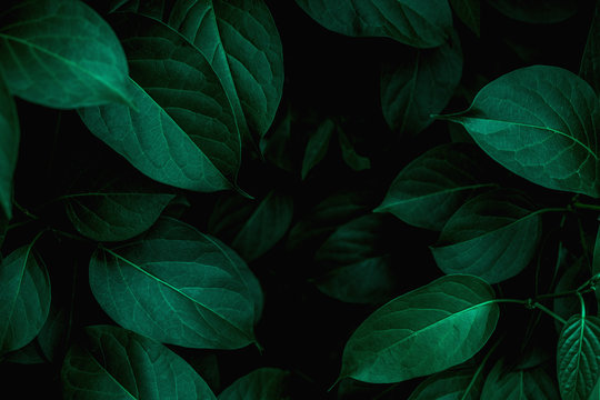  closeup tropical green leaves texture and dark tone process, abstract nature pattern background