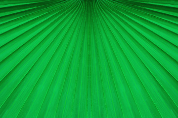 Obraz premium tropical palm leaf and shadow, abstract natural green background
