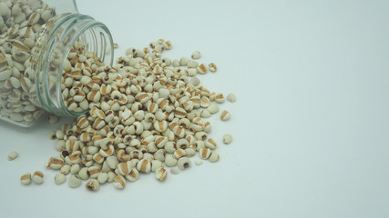 Job's Tears, also known as adlay and coix on white background. Popular in Asian cultures as a food source.