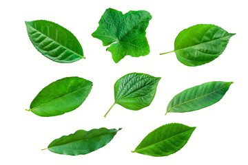 green leaves isolated on white background, fresh green tea leaves