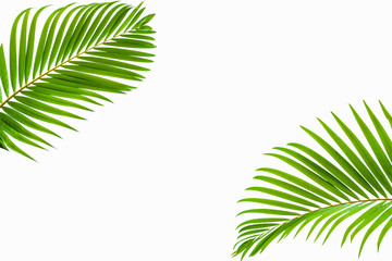 Obraz premium leaves of coconut isolated on white background