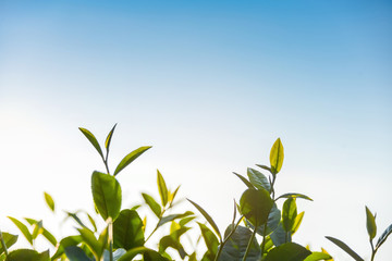 The top of Green tea leaves in a tea plantation in morning. The best time to pick the leaves.