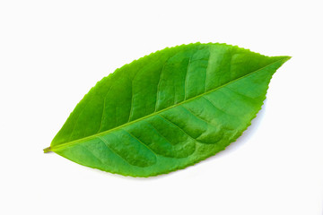 Fototapeta na wymiar green leaves isolated on white background, fresh green tea leaves