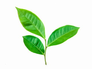 green leaves isolated on white background, fresh green tea leaves