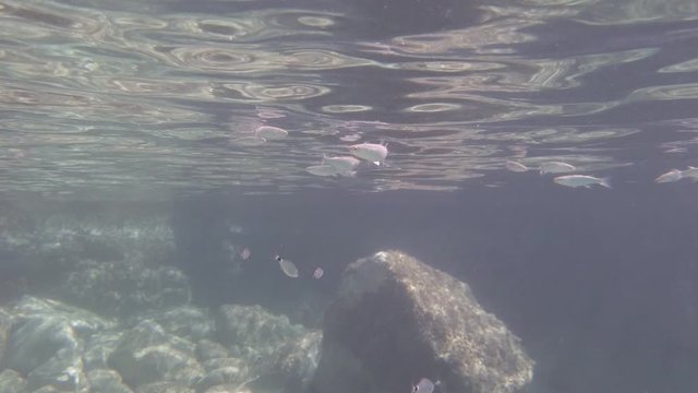 Diving in reef waters , shoals of mullet cephalus and common two-banded seabream swimming around him in this underwater clip