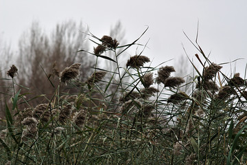 reeds on the background of autumn trees